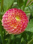 dalhia pompom.jpg