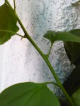 IMG0308A.jpg