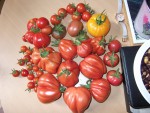 Tomates-4.JPG