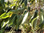 Aspect feuilles