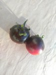 tomates_indigo3.jpg