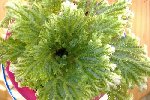 DSCF2259 red.jpg