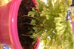 voilà les petites branches raccordées a la terre