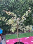 IMG_8037b.jpg