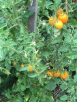 IMG_8187.JPG