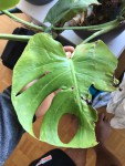 feuille monstera 2