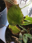 feuille monstera