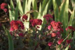 DSC03454.jpg