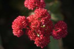 DSC03456.jpg
