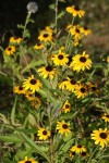 _copie-0_DSC03458.jpg