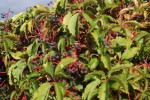 DSC03451.jpg
