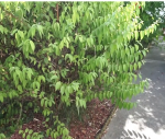 Plante-29.PNG