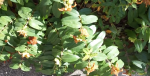 Plante-28.PNG