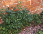 Plante-27.PNG