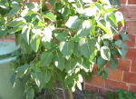 Plante-25.PNG