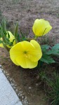 fleur-jaune-1.jpg
