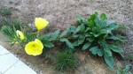 fleur-jaune-2.jpg