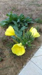 fleur-jaune-3.jpg