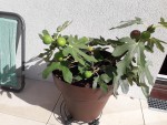 figuier pot.jpg