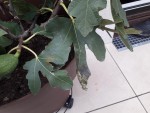 figuier pot taches feuilles.jpg