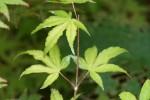 usu midori 1.JPG