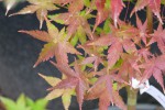 peve chameleon 1.JPG