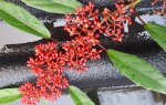 une grappe de fleurs