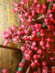vue des fleurs, boutons?