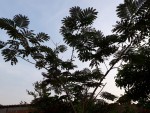 albizia.jpg