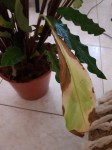 plante.jpg