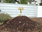 mound-planted-avocado-tree (1).jpg