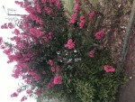 7BD77A04-ABBB-475E-A7EE-65681DAE19B8.jpeg