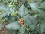 IMG_1556.JPG
