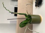 Orchidée