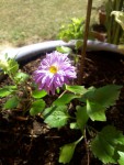 20200913_140557.jpg
