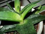 succulente 2.JPG