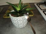 succulente 3.JPG