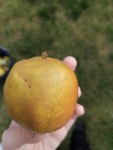 Pomme