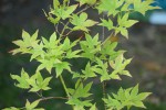 ichigyoji1.JPG