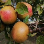 Pommes