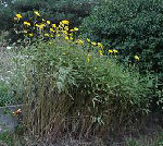 topinambour 1.jpg
