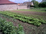 grand potager fèves haricots
