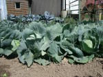 petit potager  choux