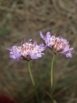 Knautia 27 09 2020.JPG