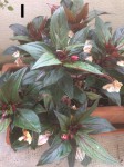 IMG_0654.jpeg