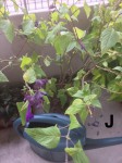 IMG_0656.jpeg