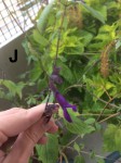 IMG_0658.jpeg