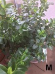 IMG_0663.jpeg