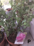 IMG_0668.jpeg