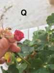 IMG_0672.jpeg